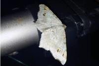 Macaria alternata