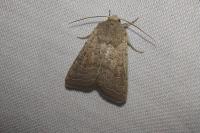 Hoplodrina