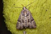 Mesapamea secalella/secalis