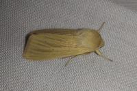 Mythimna pallens