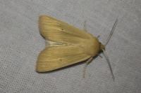 Mythimna pallens