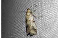 Acrobasis glaucella/fallouella