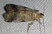 Acrobasis glaucella/fallouella