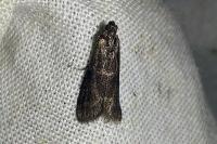 Apomyelois bistriatella