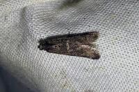 Apomyelois bistriatella