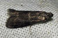 Apomyelois bistriatella