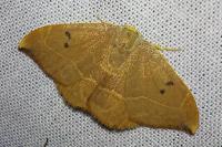 Watsonalla binaria