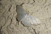 Scopula immutata