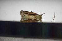 Nycteola revayana