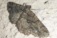 Peribatodes ilicaria ilicaria