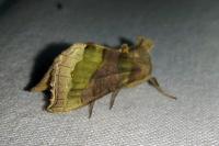 Diachrysia chrysitis