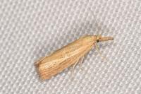 Agriphila straminella