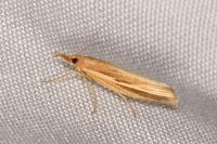 Agriphila tristella