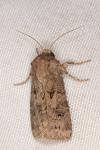 Agrotis bigramma