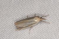 Crambus perlellus
