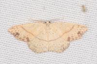 Cyclophora punctaria
