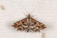 Diasemia reticularis