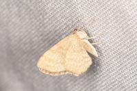 Euchoeca nebulata