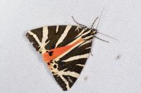 Euplagia quadripunctaria