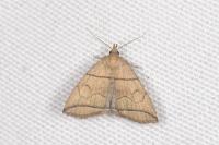 Herminia grisealis