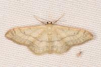 Idaea aversata