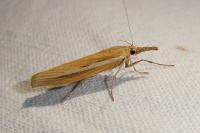 Agriphila tristella