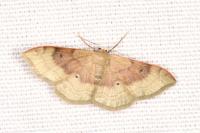 Idaea degeneraria