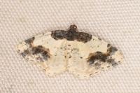 Ligdia adustata