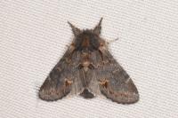 Notodonta dromedarius