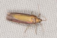 Oncocera semirubella