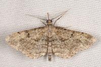 Peribatodes rhomboidaria rhomboidaria