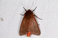 Phragmatobia fuliginosa