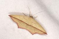 Timandra comae