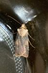 Agrotis puta