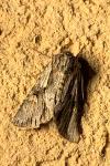 Chloantha hyperici