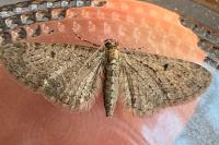 Eupithecia virgaureata