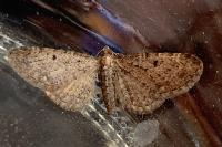 Eupithecia virgaureata