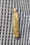 Agriphila inquinatella