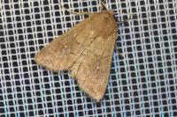 Mythimna albipuncta