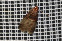 Acrobasis advenella