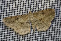 Peribatodes rhomboidaria rhomboidaria