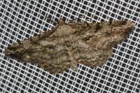 Peribatodes rhomboidaria rhomboidaria