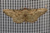 Peribatodes rhomboidaria rhomboidaria