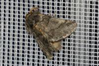 Thaumetopoea processionea
