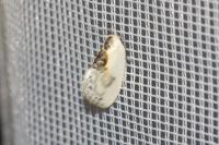 Cilix glaucata