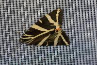 Euplagia quadripunctaria