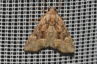 Mesapamea secalella/secalis