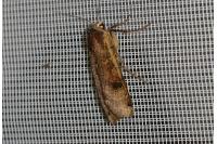 Noctua pronuba