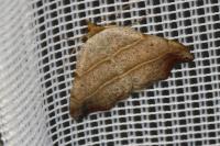 Laspeyria flexula