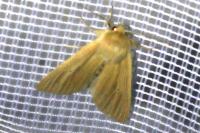 Mythimna pallens